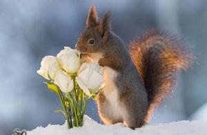 Psychology: Choose the cutest squirrel you think, test whether your second half of life will be prosperous and wealthy