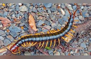 One of the Five Poisons: Why is the Centipede Not Poisoning the Rooster? Centipede: Please check what level the rooster is!