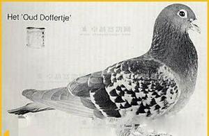 Appreciation of World Famous Racing Pigeons – Thirty-Eight: The Wandewegen Pigeon Lineage