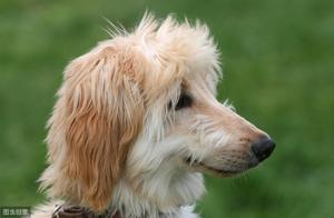 4 Common Mistakes Dog Owners Make When Applying Medication to Their Dog's Skin