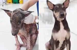 The Incredible Transformations of Dogs Who Almost Died and Were Adopted