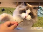 For Cat Owners Who Want to Raise Cats: What Should Be Known Before Raising a Cat?
