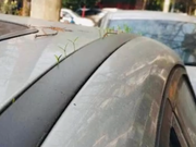 Wuhan Residents Discover Their Cars Have Grown Grass; Internet Users Joke: 'Spring Has Arrived, Cars Are Sprouting!'