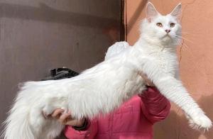 Maine Coon: Crash Face Like Yi Yang Qian, Gentle Giant with a Sweet Personality