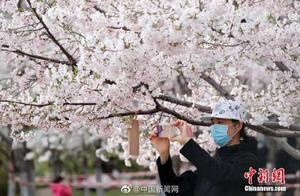 Beijing Yoshitang Early Cherry Blossoms – This is too beautiful!