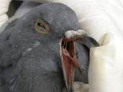 How to Prevent Pigeon Mouth Yellow?