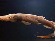 Known by the Nickname 'Deep Sea Flathead Gecko,' This Bold Figure Confronted the United States, Repeatedly Damaging American Submarines