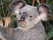 Koala Population in Australia Has Increased to 20,000 After 20,000 Deaths