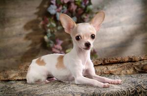 The Top 10 Smallest Dog Breeds, Which One Do You Want to Adopt?