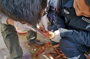 Injured Wild Deer Rescued in White Jade County and Returned to Nature