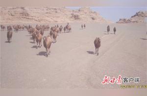 Dunhuang West Lake Nature Reserve: Large Groups of Wild Camels Frequently Spotted; First Time Filmed Desert Cats