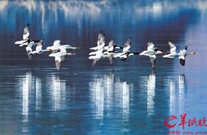 Tracking the ‘Survivors’ of the Ice Age – Chinese Khaki Sand Ducks