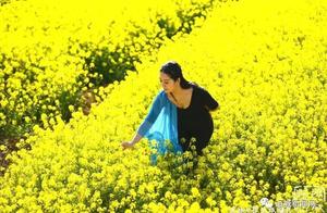 Pinglu Sanmen Rapeseed Flowers Transform into a Landscape Painting