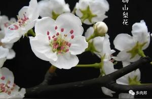 The Pear Blossom Path