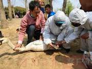 A Goose Rescued from Zhengzhou Beiluhuli