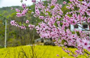 Don't Cluster Together: In Zhengzhou, Besides Rapeseed Flowers, There Are Also Peach Blossoms and Cherry Blossoms