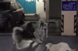 The Shiba Inu Got Into Trouble Again, Luckily a Friend Took Away Lala
