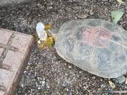 Top 10 Unsolved Mysteries of Turtles