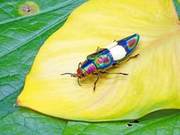 Using Rainbow Colors to Camouflage: How to Hide Yourself?