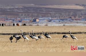 Zhangjiakou, Hebei: Thousands of Cranes Dance in the Thunderbolt River