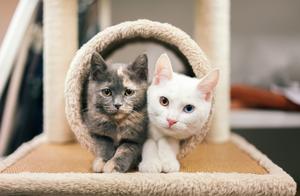 From Rejecting Indifference to Loving Pampering: Raising a Cat, Have Your Parents Experienced Something Similar?