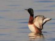World’s Most Critically Endangered Bird, the Yellow-billed Duck, Found in Yunnan