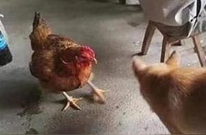 Just finished a fight with a hen, and I found out it was being stewed by the owner! The dog says: I won't fight again in the future.