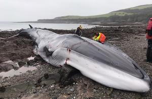 18-Meter Finback Whale Dies on UK Beach After Struggling