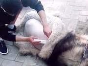 Alaska is Sleeping, Suddenly Feeling Cold, and After Opening Its Eyes: Where Did My Fur Go?
