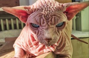 Woman Uploads Naked Cat Photo, Accidentally Goes Viral, Its Aura is Felt Through the Screen