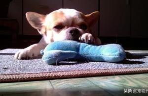 Should Small Dogs Be Given Fluoroquinolones for Diarrhea?