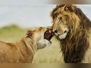 Although a King of the Steppe, Lions Harbor Numerous Troubles