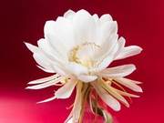 Appreciation of Poetry: Snow Lotus