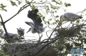 Guixian, Guizhou: Birds Dance in the Spring