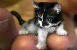 The Smallest Cat in the World (Group of Photos)
