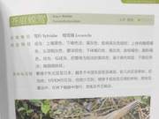 Yellow River Delta Birds – Mongolian Grass Warbler
