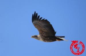 ‘Bird of Tigers’ Spotted Feeding in Nalu River; Three ‘Protectors’ Share Stories of White-Tailed Sea Eagles