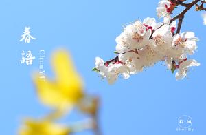 Weifang Photography: Weifang People's Park Spring Blossoms and Fragrance