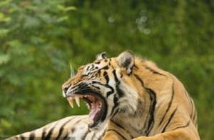 Why Most Wolves and Dogs Fear Tigers but Not Bears?