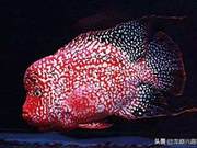 15 Key Elements to Raise Super Red Texas Fish