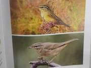 Birds of the Yellow River Delta – Giant Heron Warbler