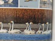 Chinese Yellow River Delta Birds – Greater White Swans