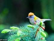 Understanding the Goldcrest: A 'Chrysanthemum-Like' Bird of Passion