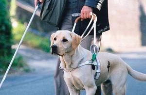These four films about humans and dogs are incredibly touching; be sure to bring tissues.