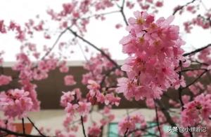 Spring Cherry Blossoms in Xiamapu Yutian’s Jade Stream Cherry Blossom Valley – Come Explore the Blooming Branches!
