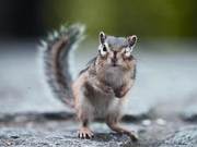 Squirrel Encyclopedia | Which Squirrels Do You Know?