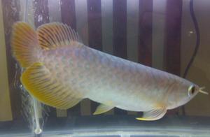 Dragonfish Head Sinking: It's Not What You Imagine
