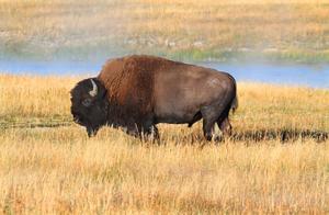 American Bison