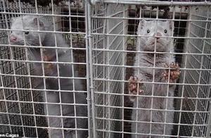 Shocking Revelation: The Bloody Chain of European Fox Fur Production! Frenzied Foxes Gnawing on Each Other's Flesh
