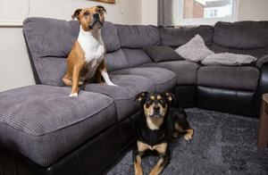 Do Dogs Often Fight Their Owners for the Sofa? Here Are 7 Tips to Correct This Habit